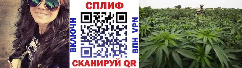 Купить  Терек  Марихуана MAZAR 